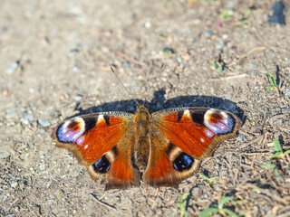Peacock butterfly on the ground among the grass