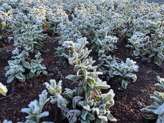 paisagem com geada frio pela manhã 
