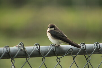 Juvenile tree swarrow (Tachycineta bicolor) on fence