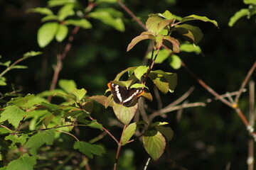 Lorquin's admiral butterfly (Limenitis lorquini) on tree