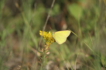 Sulfur butterfly (Colias sp.) on yellow flower