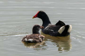 black and white swans