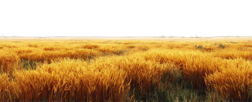 Golden wheat field stretching to a dark horizon under a hazy sky