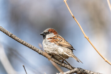 Sparrow sits on a branch without leaves.