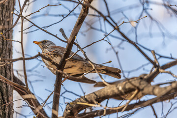 Fieldfare is sitting on branch in winter or autumn on blue sky background.