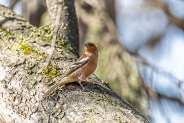 Common chaffinch, Fringilla coelebs, sits on a tree. Common chaffinch in wildlife.