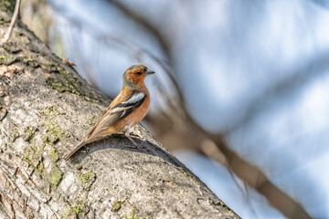 Common chaffinch, Fringilla coelebs, sits on a tree. Common chaffinch in wildlife.