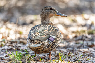A duck female stands on its paws on the green shore of a pond.