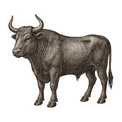 PNG Detailed vintage bull illustration.