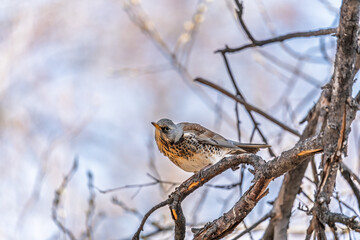 Fieldfare is sitting on branch in winter or autumn on blue sky background.