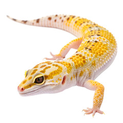 Naklejka premium A yellow and orange leopard gecko with black spots is isolated on transparent background