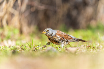 Wood bird Fieldfare, Turdus pilaris, on a sprng lawn.