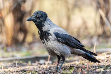 Hooded crow, corvus cornix, standing on the lawn in the spring or summer