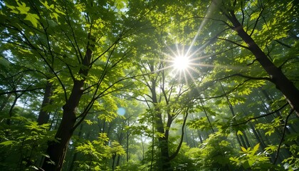 Obraz premium Sunlight filtering through canopy of green maple leaves, forest view
