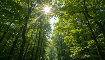 Sunlight filtering through canopy of green maple leaves, forest view