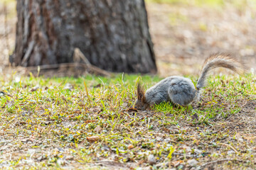 Squirrel in autumn or spring with nut on the green grass with fallen yellow leaves