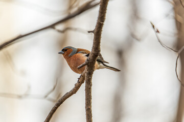Common chaffinch, Fringilla coelebs, sits on a tree. Common chaffinch in wildlife.