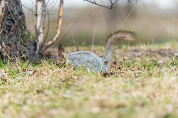 Squirrel in autumn or spring with nut on the green grass with fallen yellow leaves