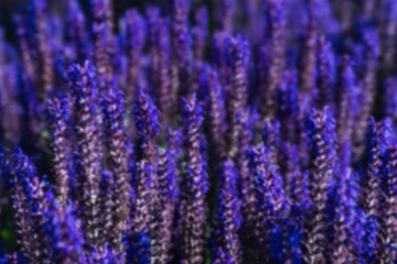 Blurry image showing a dense cluster of purple lavender flowers in full bloom. Used for...