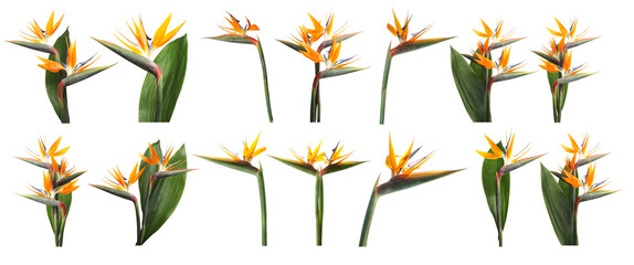 Bird of Paradise tropical flowers on white background, collage