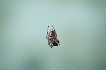 Spider On The Web eat fly, close up