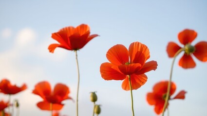 Obraz premium Vibrant poppy field against a soft blue sky, capturing the essence of summer