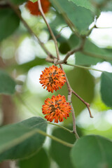The paper mulberry (Broussonetia papyrifera) in bloom.