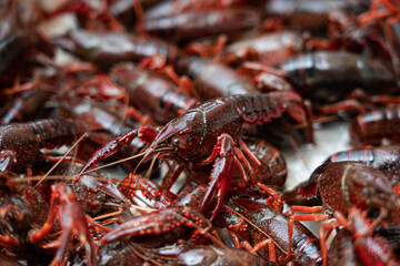 Lots of live crawfish caught for further cooking. 