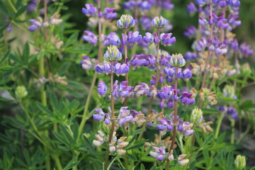 Closeup of Pacific lupine growing on cliff face