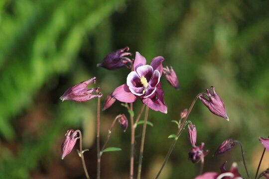 A purple columbine flower in a garden - Powered by Adobe