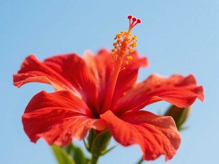 Close-Up of Red Hibiscus Flower Against Blue Sky