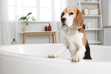 Cute Beagle dog in bathtub