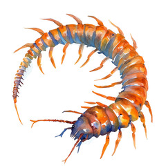 Centipede Close Up, watercolor clipart vector, isolated on a white background.