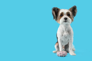 Cute Biewer Terrier dog with toy sitting on blue background