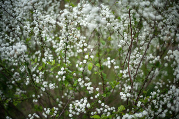 雪柳の白い小さい花々