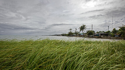 grass bends in the wind on the coast in bad weather