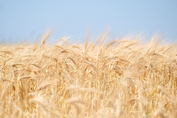 Close up of wheat ears, field of wheat in a summer day. Harvesting period