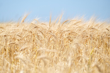 Fototapeta premium Close up of wheat ears, field of wheat in a summer day. Harvesting period