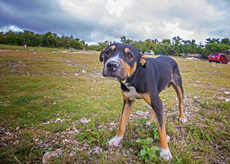 Rottweiler American Bully mixed breed