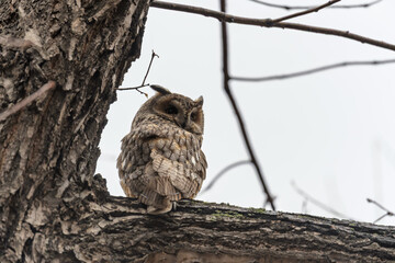 Long-eared owl (Asio otus), looking forward with wide opened eyes