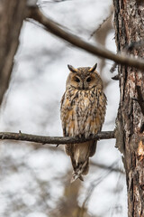 Long-eared owl (Asio otus), looking forward with wide opened eyes