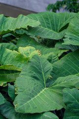 Elephant Ear Plant (Colocasia)