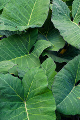 Elephant Ear Plant (Colocasia)