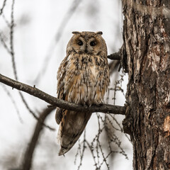 Long-eared owl (Asio otus), looking forward with wide opened eyes