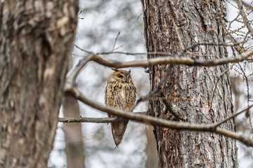 Long-eared owl (Asio otus), looking forward with wide opened eyes