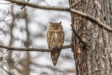 Long-eared owl (Asio otus), looking forward with wide opened eyes