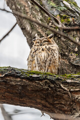Long-eared owl (Asio otus), looking forward with wide opened eyes