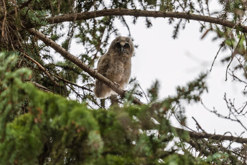 Long-eared owl owlet on a tree