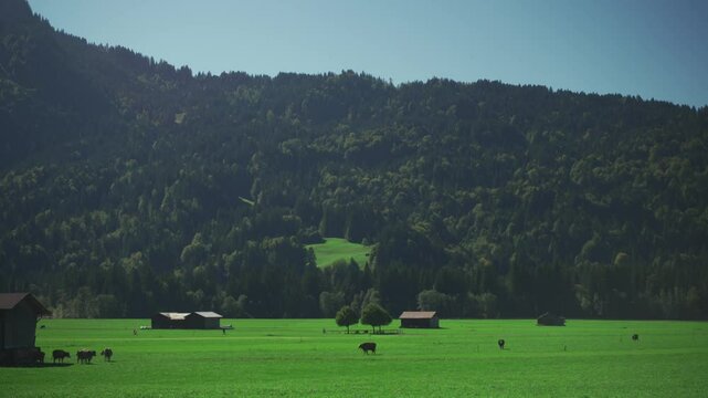Idyllische Herbstlandschaft in Oberstdorf, Bayern. Saftige Weiden, grasende Kuehe und traditionelle Milchbauernhoefe praegen die Region. Oekologischer Landbau, Viehzucht und Milchprodukte in Bayern. 