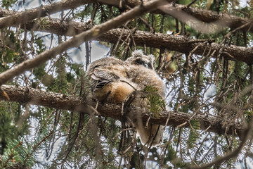 Long-eared owl owlet on a tree